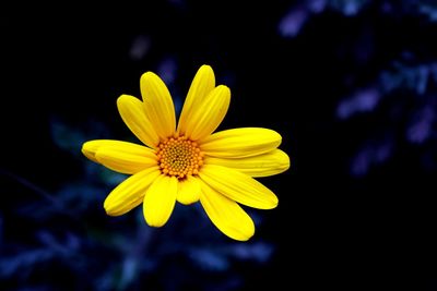 flowering plant