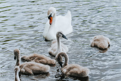 Adult swan and group of cygnets on a lake