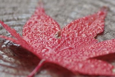 Close-up of wet red leaves