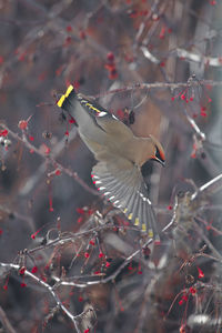 Close-up of birds flying