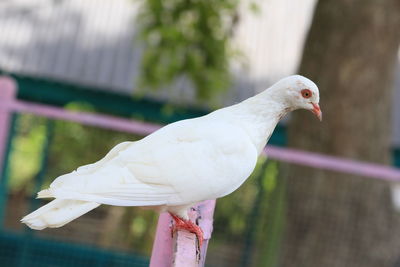 Close-up of a bird perching on railing