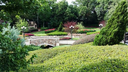 Plants growing in garden