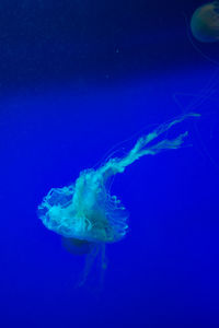 Close-up of jellyfish in sea