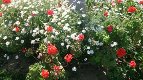 Close-up of red flowers growing on tree