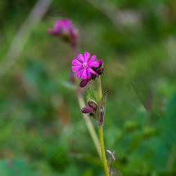 Close-up of pink flowering plant