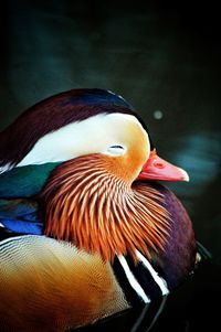 Close-up of duck