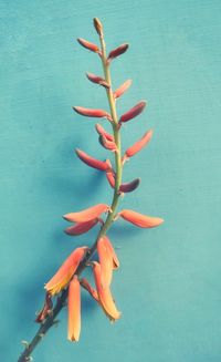 High angle view of plant against blue background