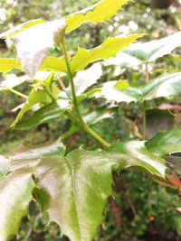 Close-up of green plant