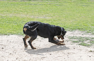 Dogs on field