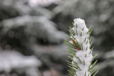 Close-up of frozen plant