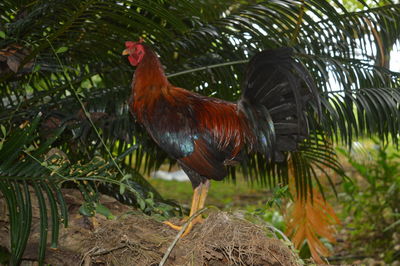 Close-up of rooster on tree