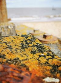 Close-up of lichen on rock