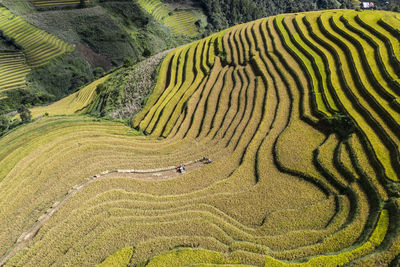 Terraced rice fields in yen bai, vietnam