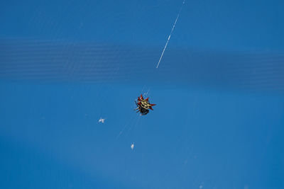 Close-up of spider on web against blue sky