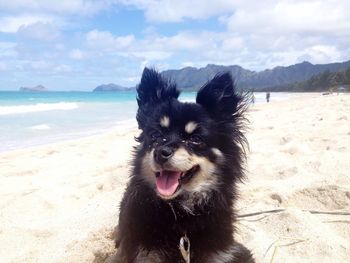 Chihuahua on sandy beach