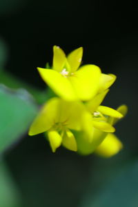 Close-up of yellow flower