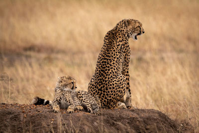 Cheetah sitting on rock in zoo