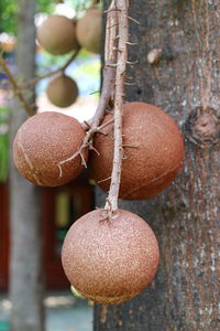 Close-up of fruits hanging on tree