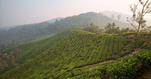 Cameron highlands