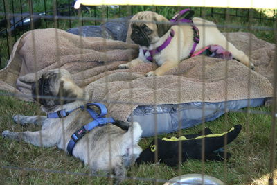 Pugs relaxing in cage