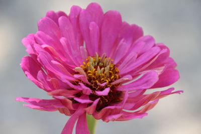 Close-up of pink flower