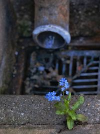 High angle view of purple flower pot