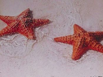 Close-up of red balloon