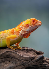 Close-up of lizard on rock