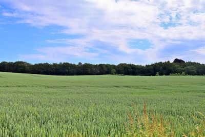 Scenic view of agricultural field against sky