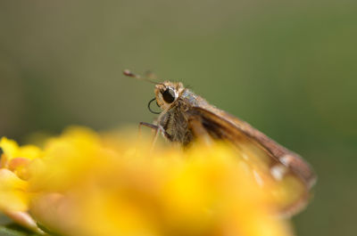 Close-up of insect on flower