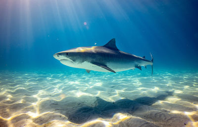 Fish swimming in sea