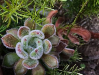 Close-up of plant