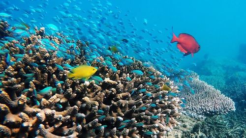 Fish swimming in sea