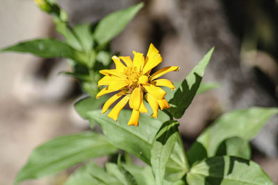 Close-up of yellow flowering plant