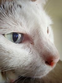 Close-up portrait of cat