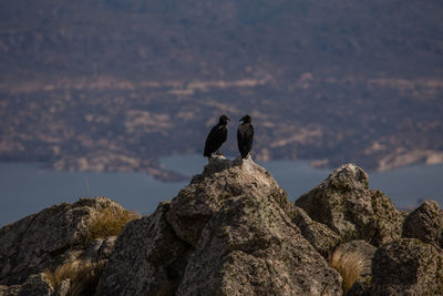 Birds perching on rock