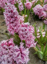 Close-up of purple flowers blooming in garden