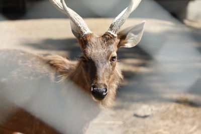 Close-up portrait of deer