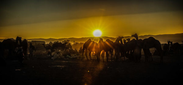 Horses on field against sky during sunset