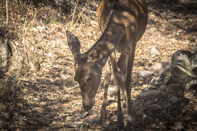 Deer standing on field