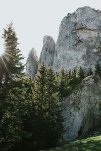 Low angle view of trees on mountain against sky