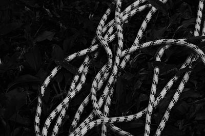 Low angle view of plants