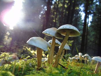 Close-up of mushroom growing on tree in forest