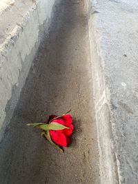 Close-up of red rose on road