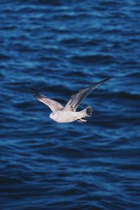 Seagull flying over sea