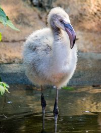 Close-up of swan in lake