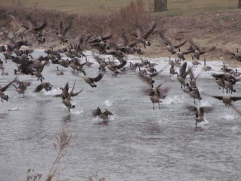 Birds in water