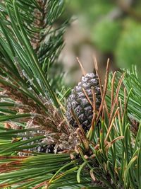 Close-up of dead plant