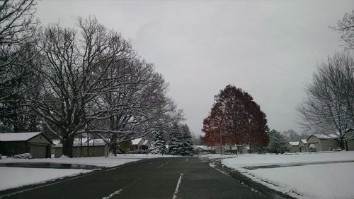 Bare trees along road