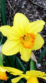 Close-up of yellow flower